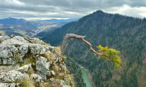 Skalisty brzeg z samotną sosną pochyloną nad zieloną rzeką. W oddali widać malownicze **Pieniny Słowackie** i gęste lasy.