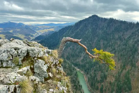 Skalisty brzeg z samotną sosną pochyloną nad zieloną rzeką. W oddali widać malownicze **Pieniny Słowackie** i gęste lasy.
