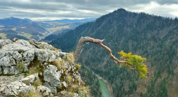 Skalisty brzeg z samotną sosną pochyloną nad zieloną rzeką. W oddali widać malownicze **Pieniny Słowackie** i gęste lasy.