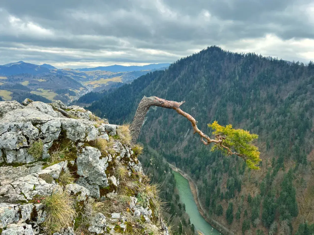 Skalisty brzeg z samotną sosną pochyloną nad zieloną rzeką. W oddali widać malownicze **Pieniny Słowackie** i gęste lasy.