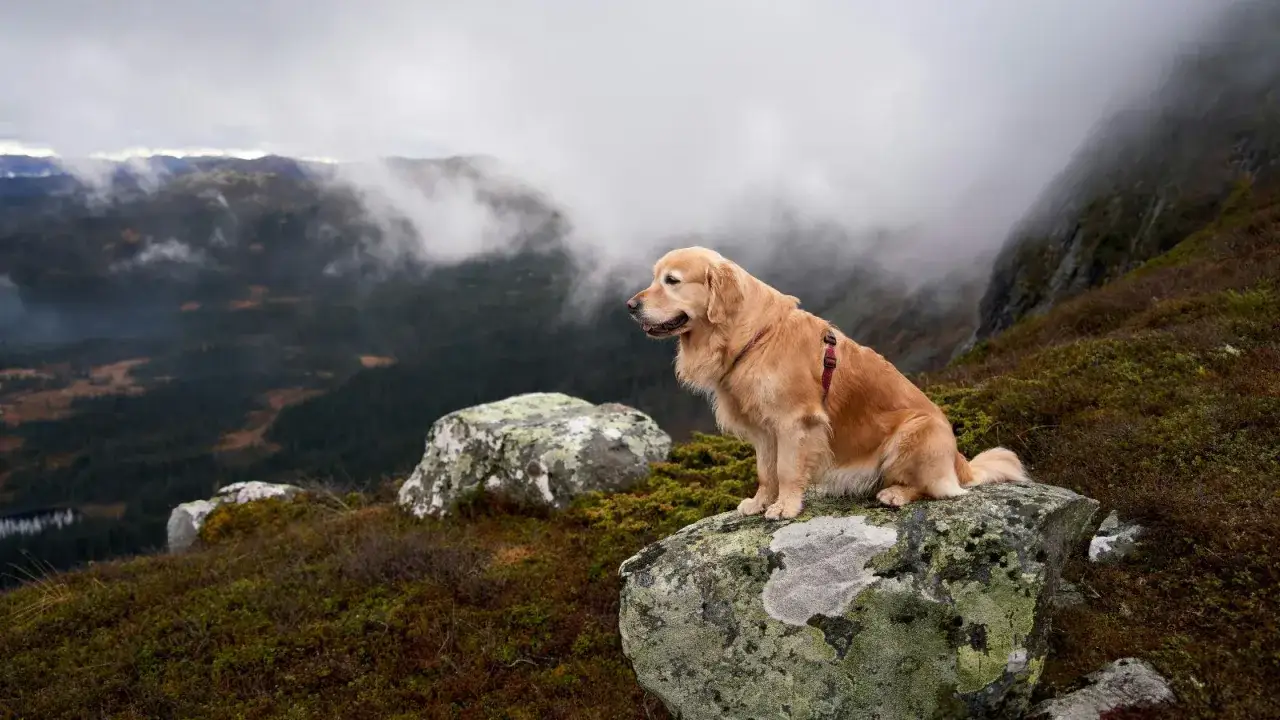 Golden retriever na skale w g&oacute;rach. Czy do parku narodowego można wejść z psem? Ten pies czeka na odpowiedź.