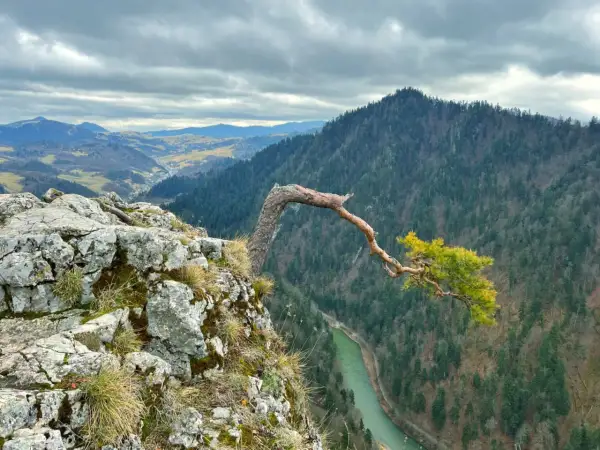 Skalisty brzeg z samotną sosną pochyloną nad zieloną rzeką. W oddali widać malownicze **Pieniny Słowackie** i gęste lasy.